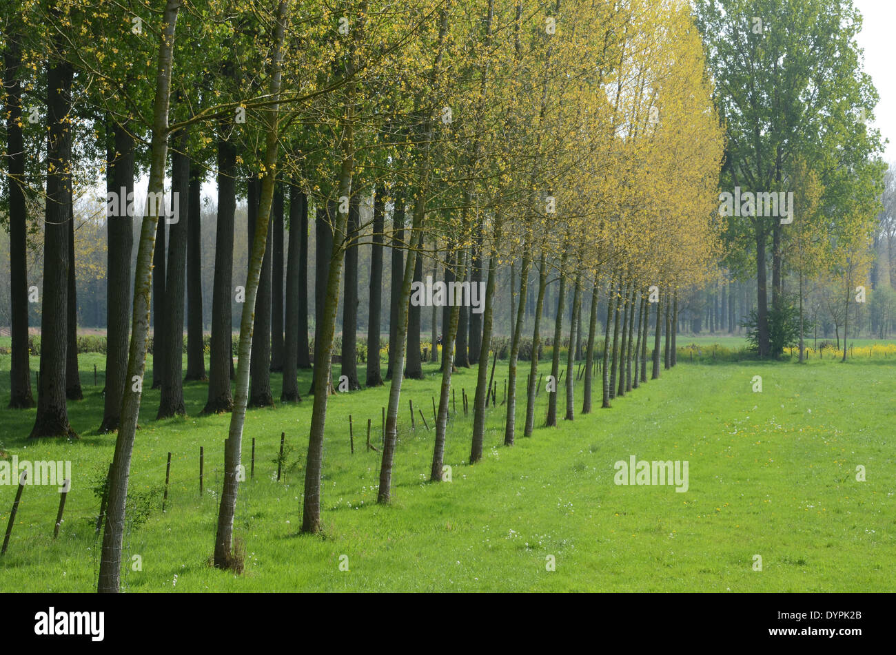 row of parallel lines of trees in field Stock Photo - Alamy