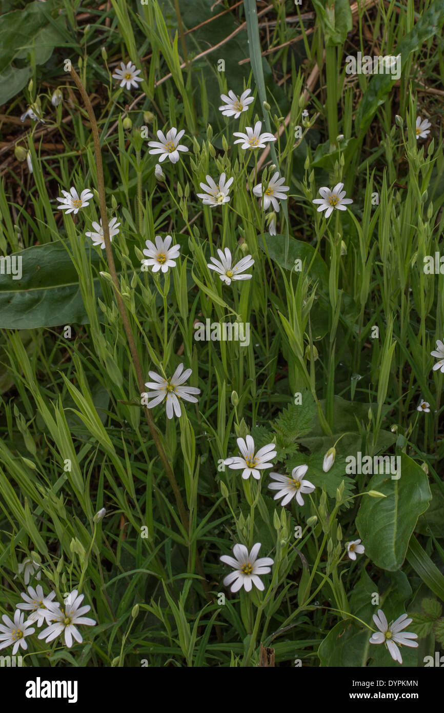 Greater Stitchwort / Stellaria holostea - group of plants in flower (April). Former medicinal plant used in herbal remedies. Stock Photo