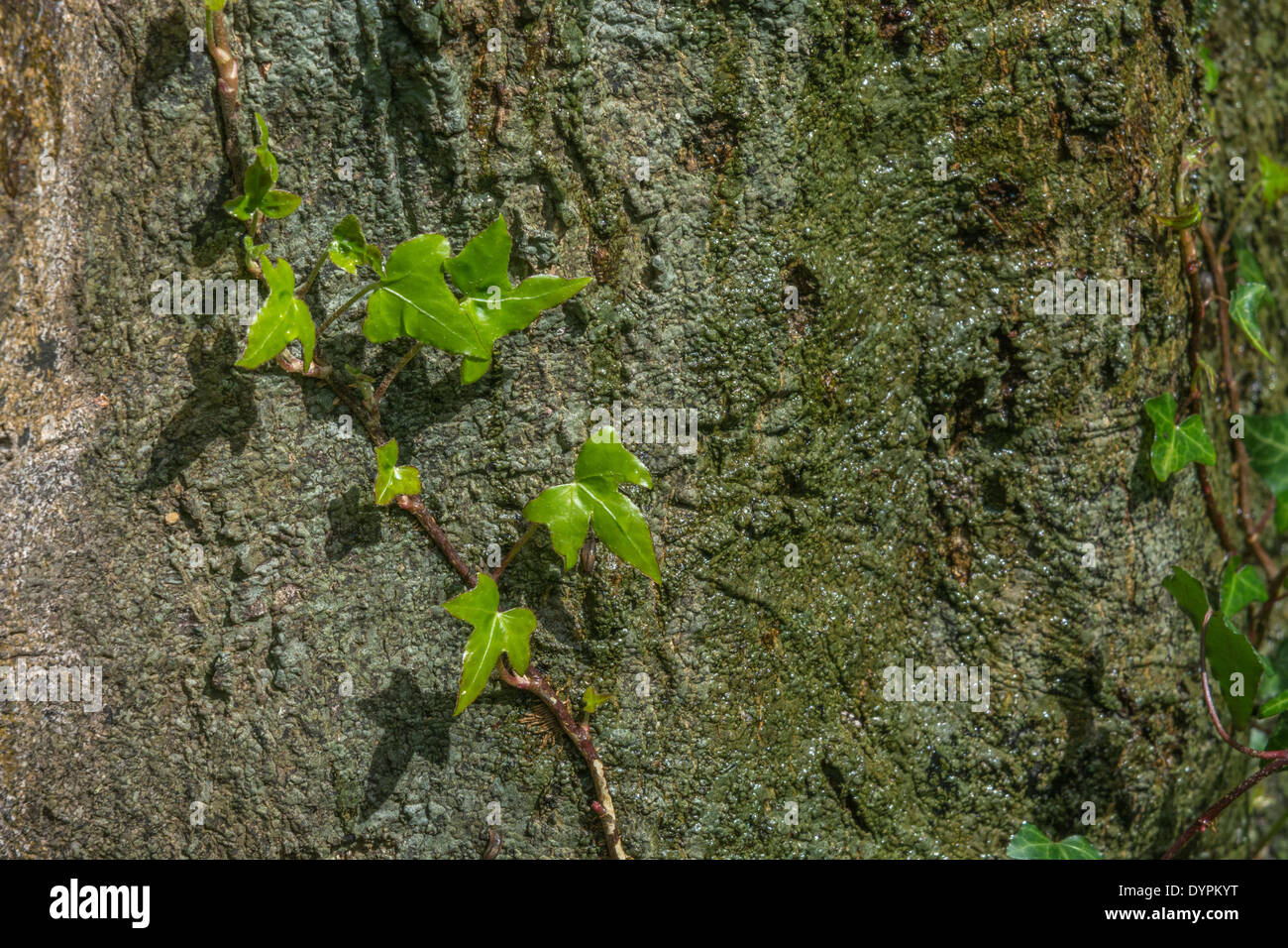 Common Ivy / Hedera helix growing on tree trunk surface. Hedera helix hanging, climbing plants, creeping ivy. Ivy plant on tree. Stock Photo