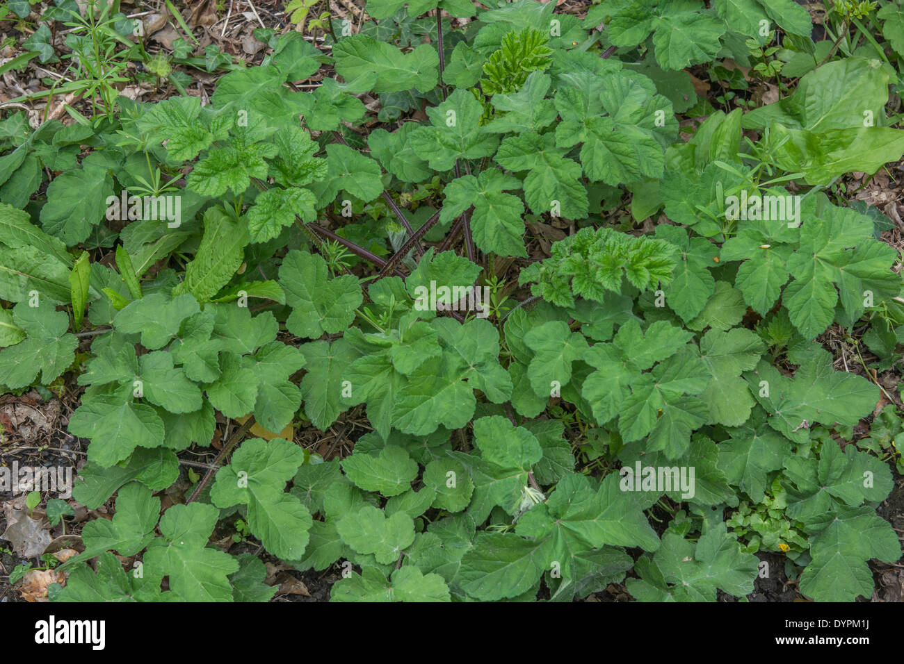 Common Hogweed / Cow Parsnip - Heracleum sphondylium - early pre-flowering foliage (April). Cow parsley family. Stock Photo
