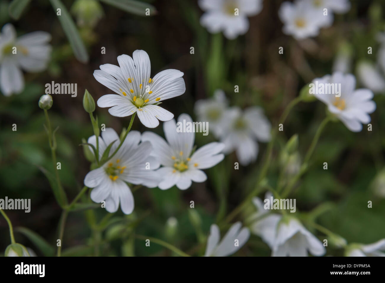 Greater Stitchwort / Stellaria holostea in flower (April). See FOCUS notes in 'description'. Former medicinal plant used in herbal remedies. Stock Photo