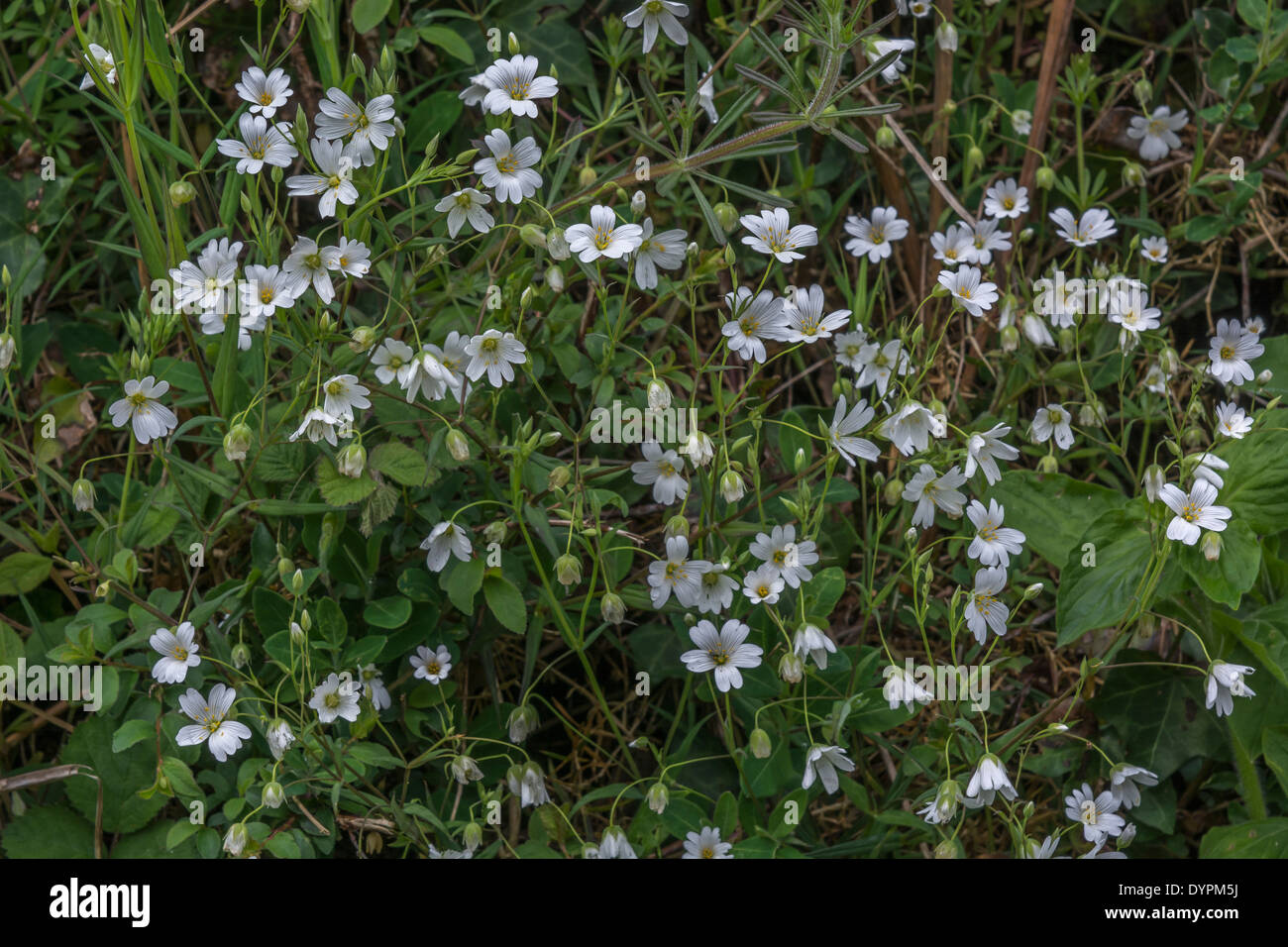 Greater Stitchwort / Stellaria holostea in flower (April). Former medicinal plant used in herbal remedies. Stock Photo