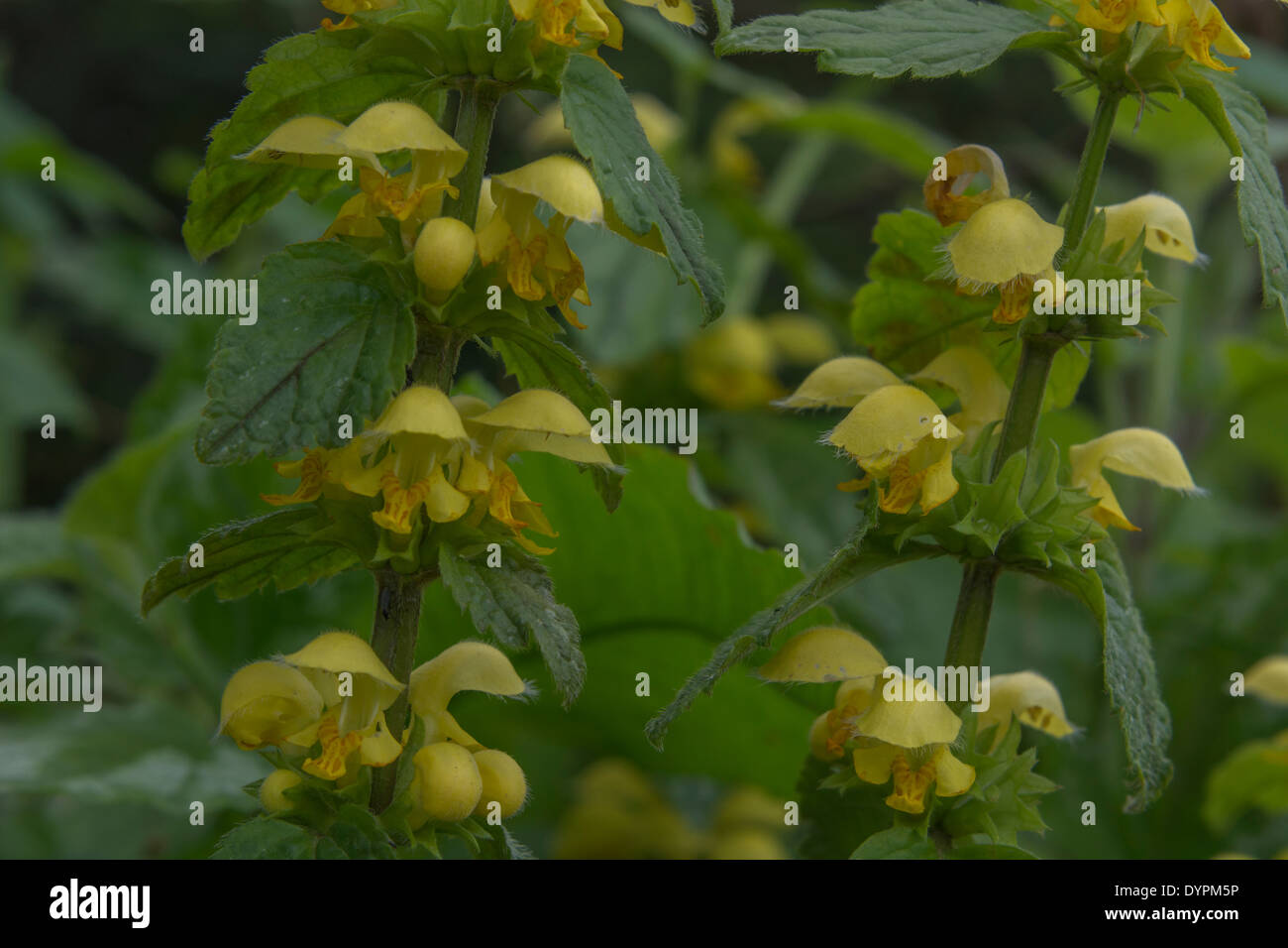 Yellow Archangel / Lamiastrum galeobdolon hybrid variegated variety - variegated garden variety in flower. Stock Photo