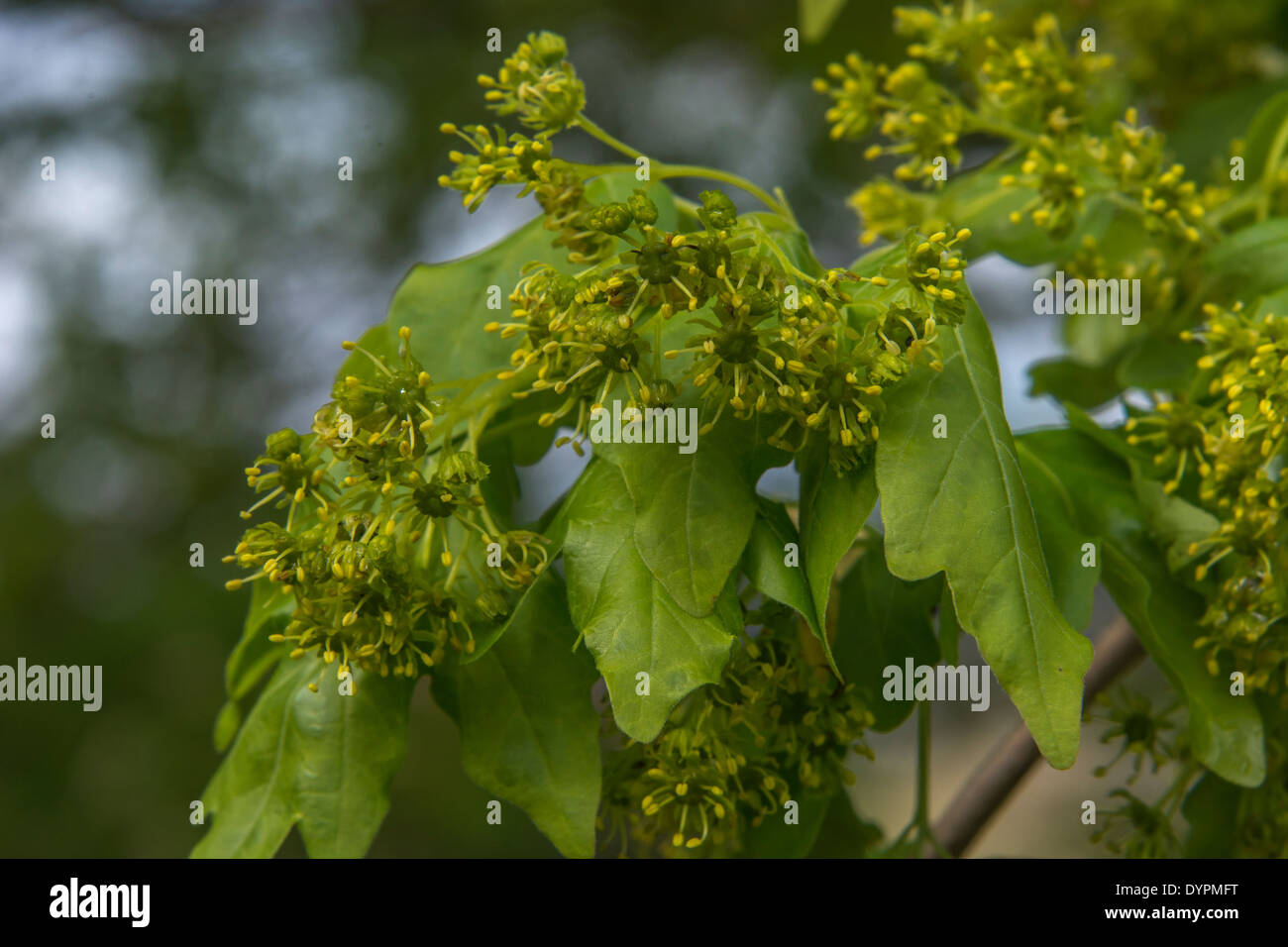 Field maple acer campestris in hi-res stock photography and images - Alamy