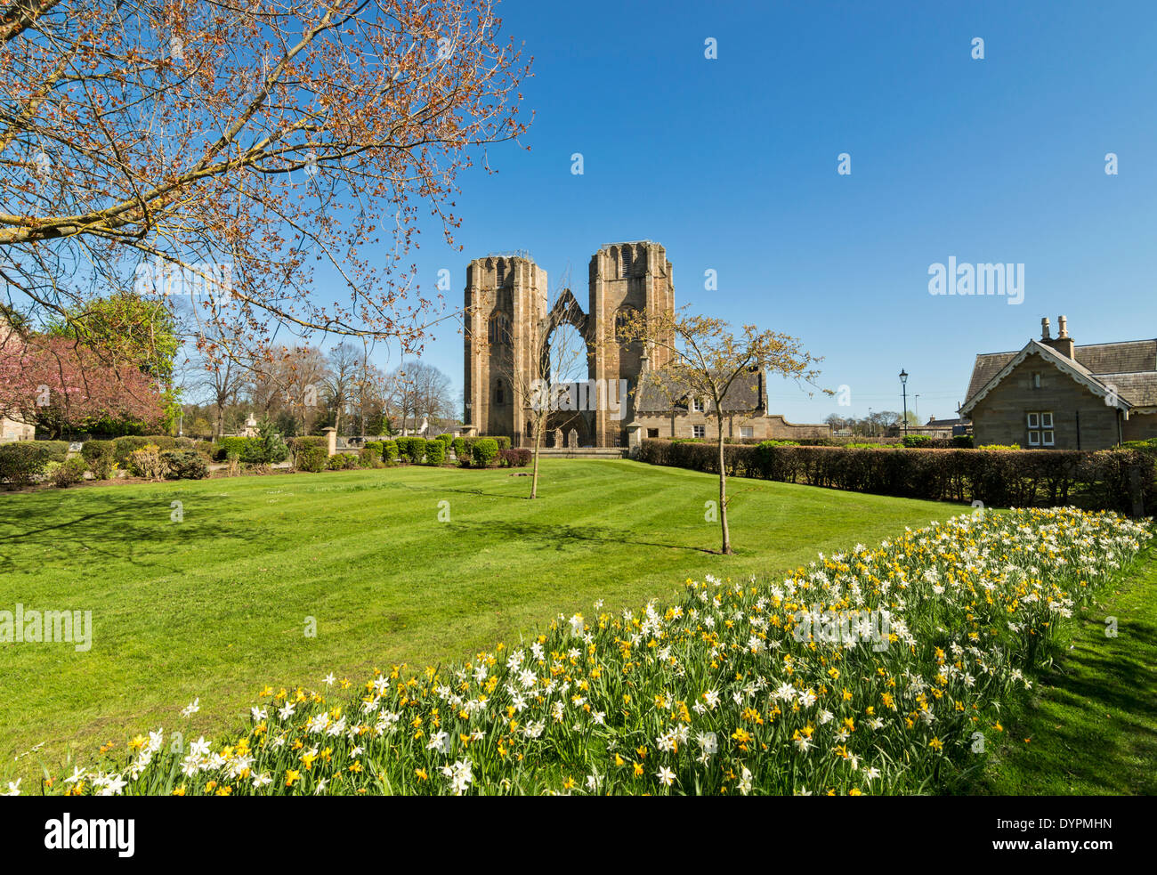 ELGIN CATHEDRAL AND GARDENS WITH DAFFODILS IN SPRINGTIME MORAY SCOTLAND Stock Photo