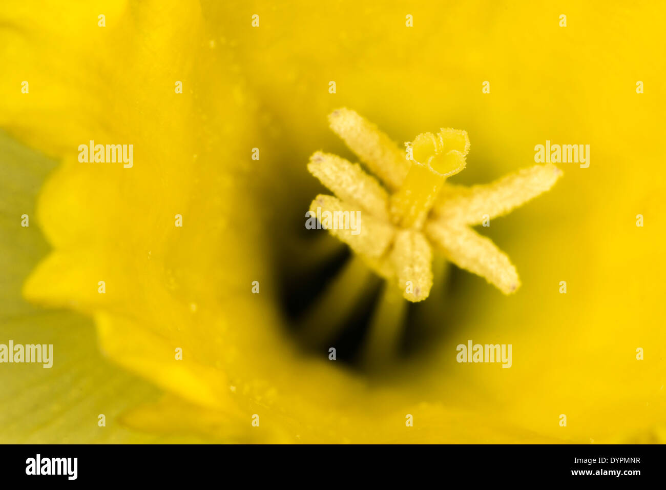 Close up Macro shot of the central portion of a Daffodil. Stock Photo