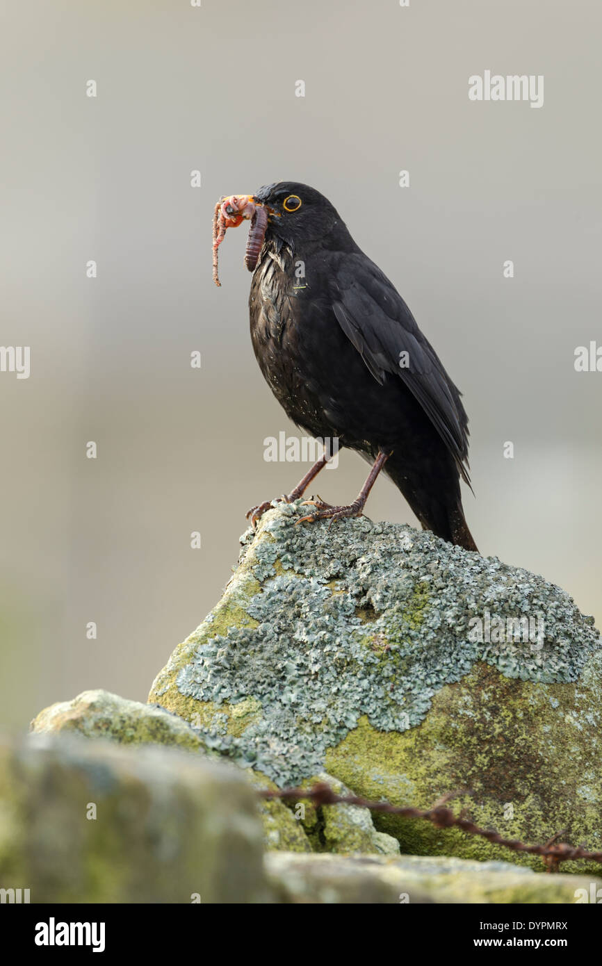 Male blackbird, Latin name Merula turdus, standing on a lichen covered stone wall with a beak full of worms Stock Photo