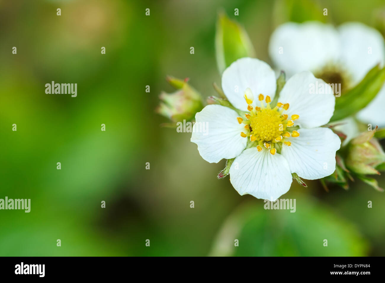 Woodland strawberry (Fragaria vesca) with shallow focus. Blooming plant. Stock Photo