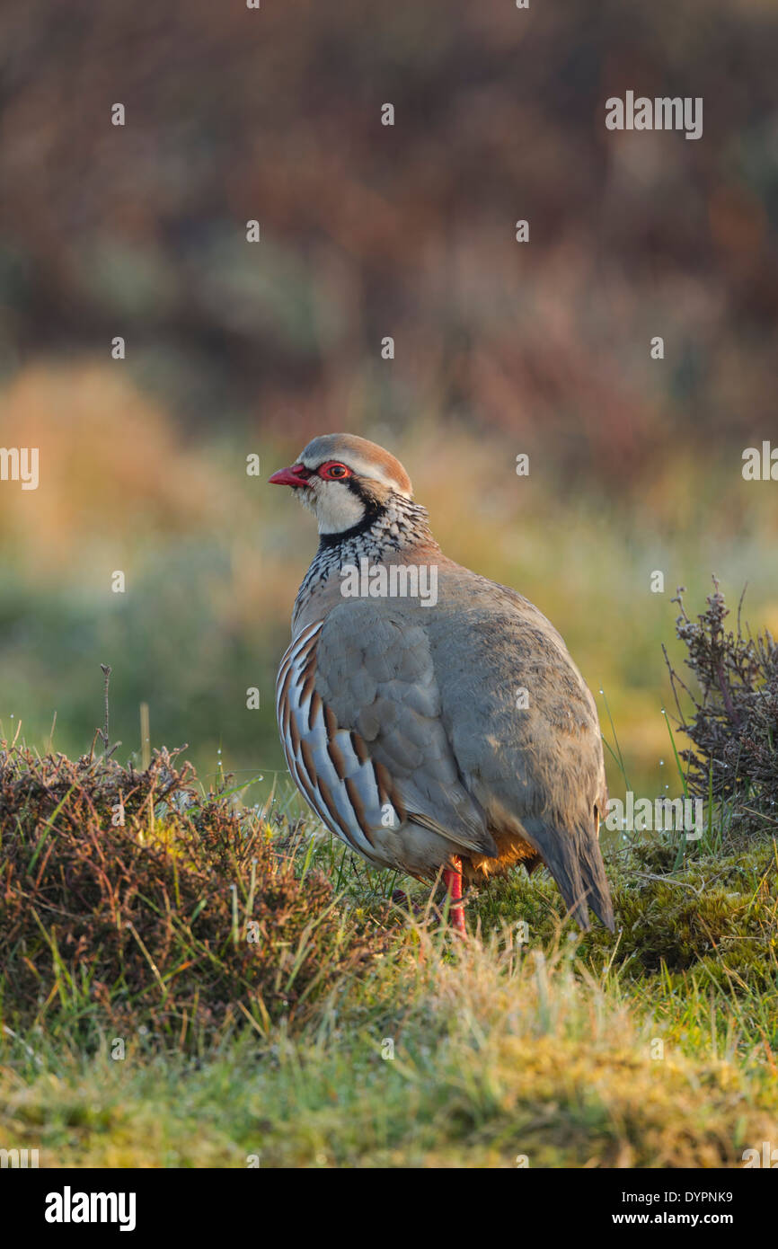 Red-legged partridge (Alectoris rufa) standing on dew covered moorland Stock Photo