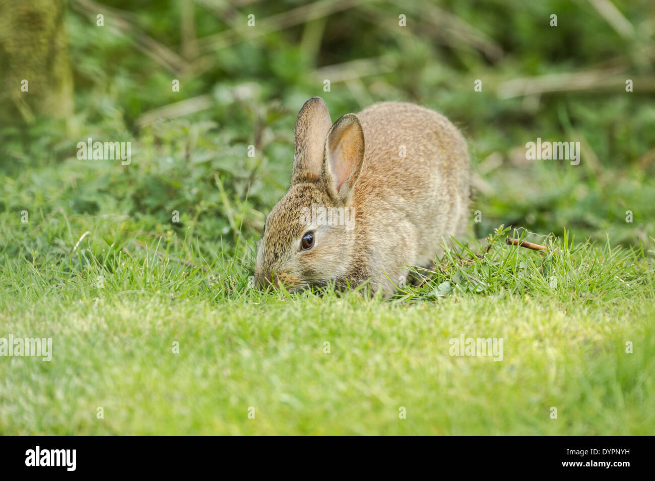 Wild rabbit, Latin name Oryctolagus cuniculus, foraging at the edge of a grassy field Stock Photo