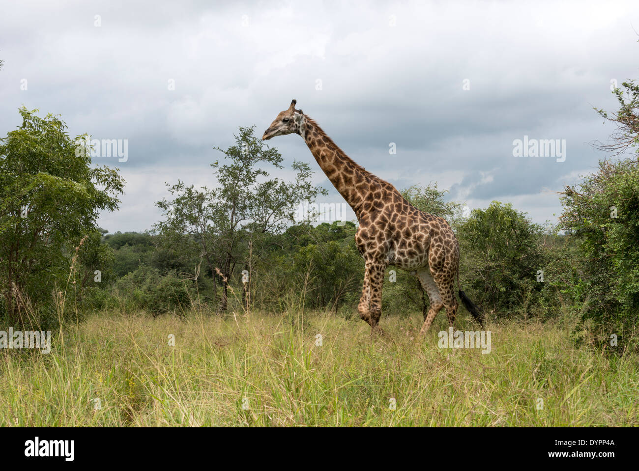 walking giraffe in south africa on safari national kruger park Stock Photo