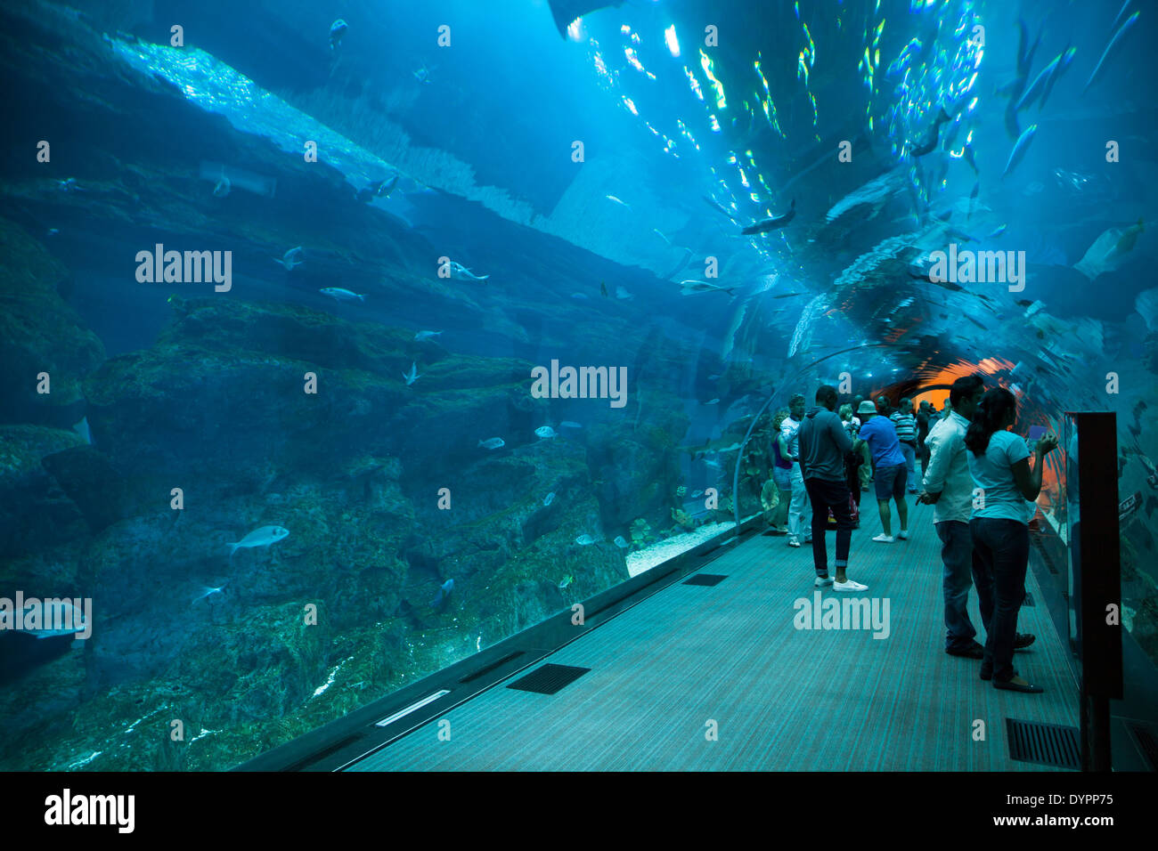 Dubai Aquarium tunnel at Dubai Mall in Dubai Business Bay, UAE Stock Photo