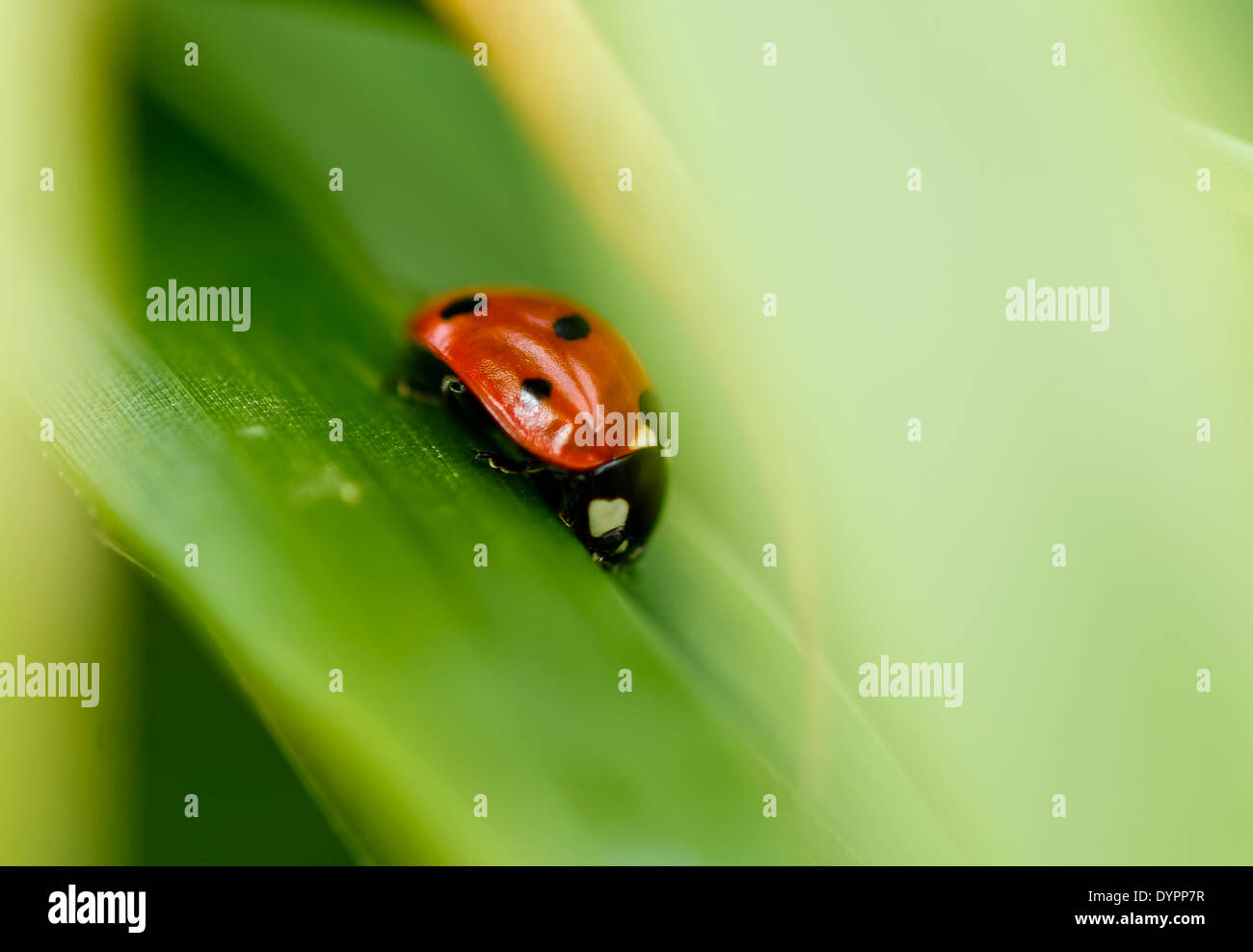 Slightly out-of-focus close up of single ladybird (ladybug) on bamboo leaf, pointign down right; portrait format. Stock Photo