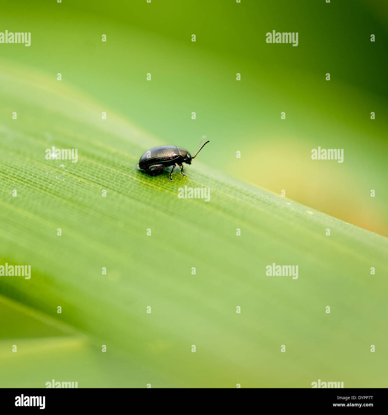 Single leaf beetle on bamboo leaf, pointing to right, square format. Stock Photo
