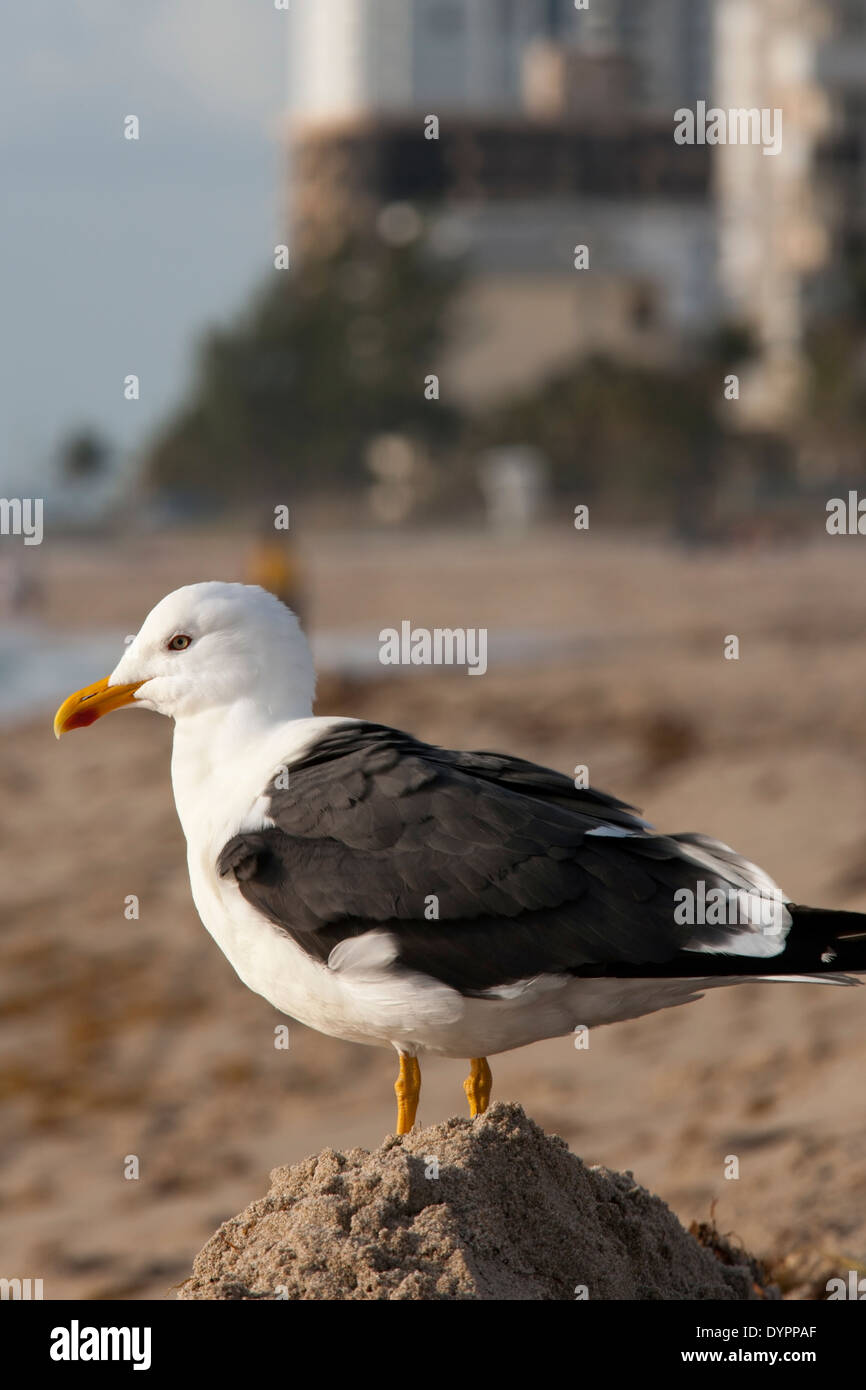 Lesser Black-backed Gull - Pompano Beach, Florida USA Stock Photo
