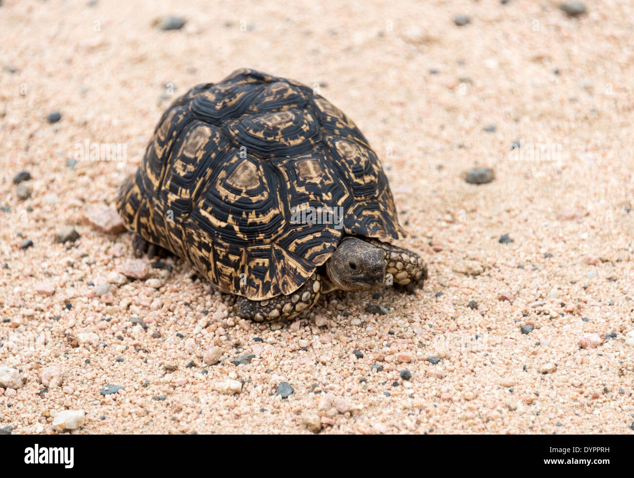 A Tortoise Land Turtle crossing the road in the Kruger Park, South Africa Stock Photo