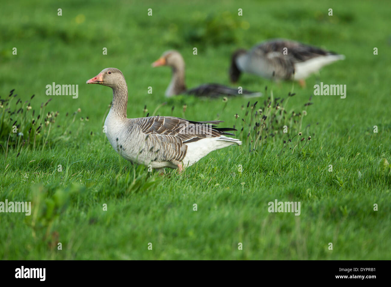 Greylag goose, latin name Anser anser, a small group foraging in a damp
