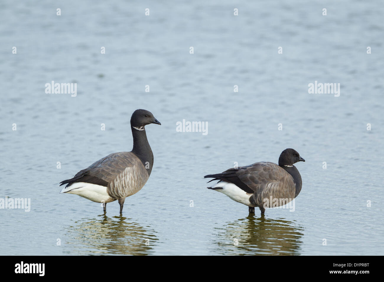 Brent goose, latin name Branta bernicla, pair standing in a small