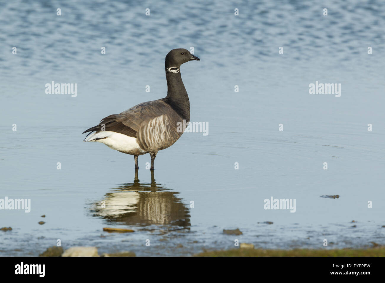 Brent goose, latin name Branta bernicla, standing in a small lagoon
