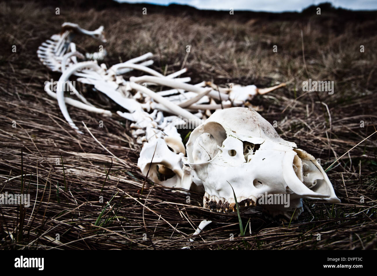 Deer skeleton on hillside Stock Photo