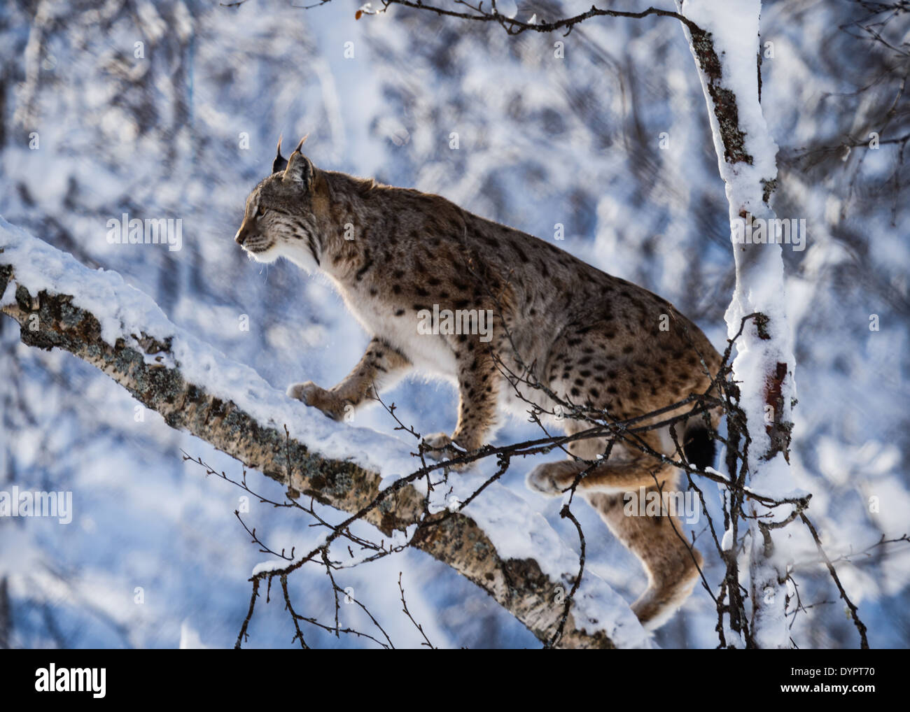 Lynx Climbing A Snow Laden Tree Stock Photo