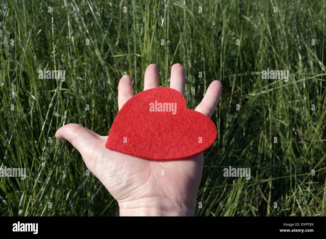 A man's open palm offering a red heart Stock Photo