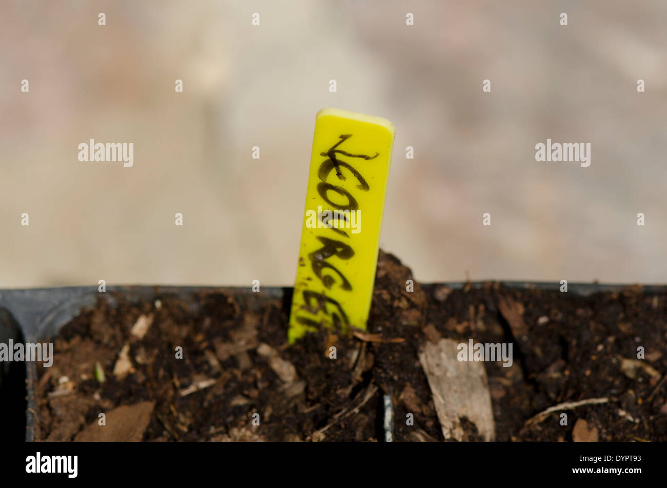 Label with Koriander, seed planted in mulch ground in planting tray