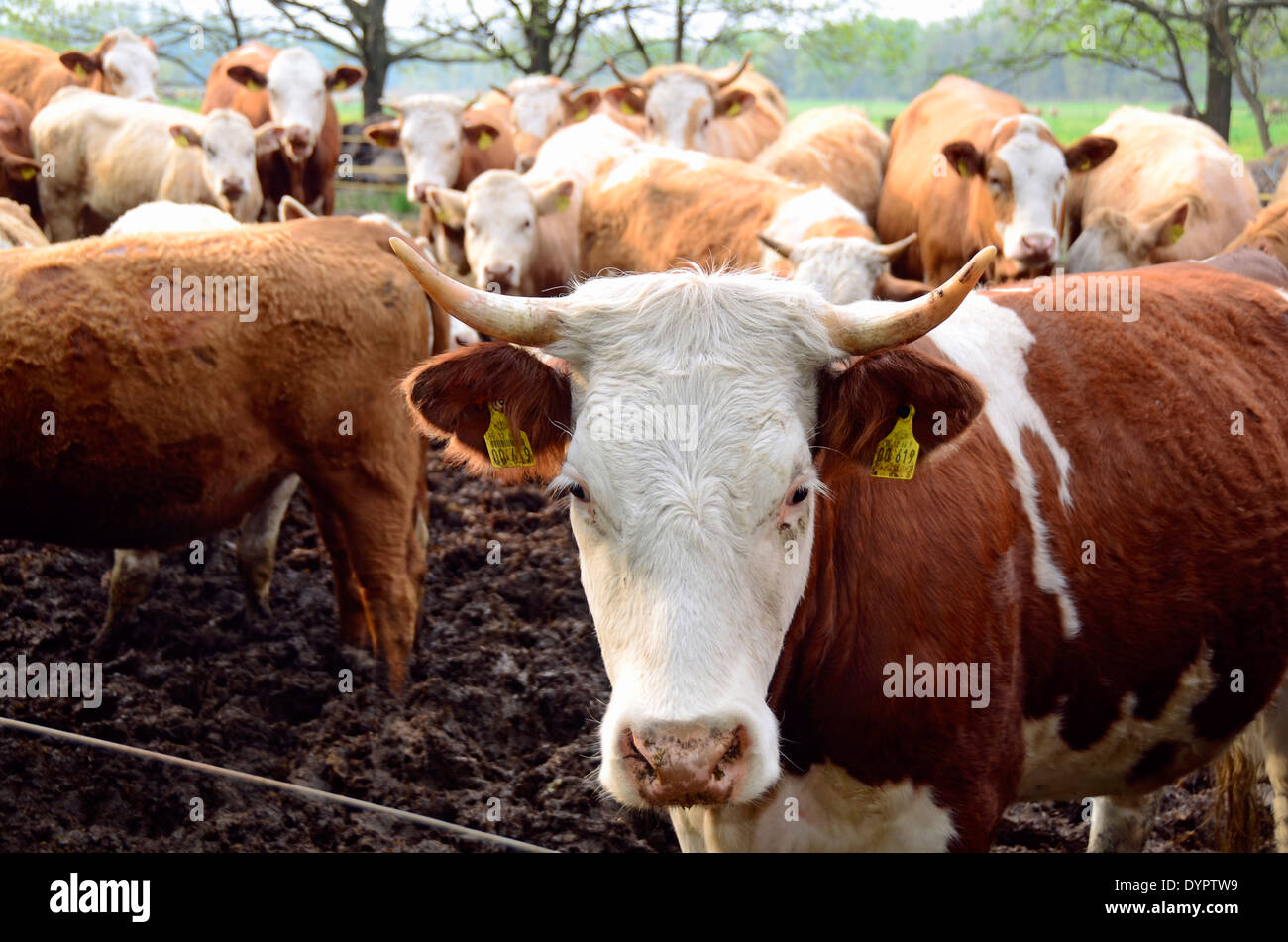 Many cattle on grassland in Brandenburg, Germany, Europe Stock Photo