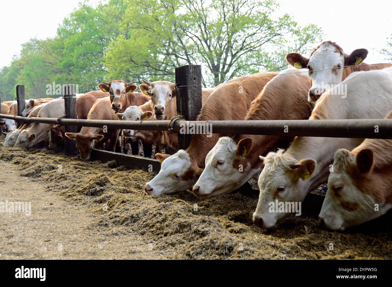 Many cattle on grassland in Brandenburg, Germany, Europe Stock Photo