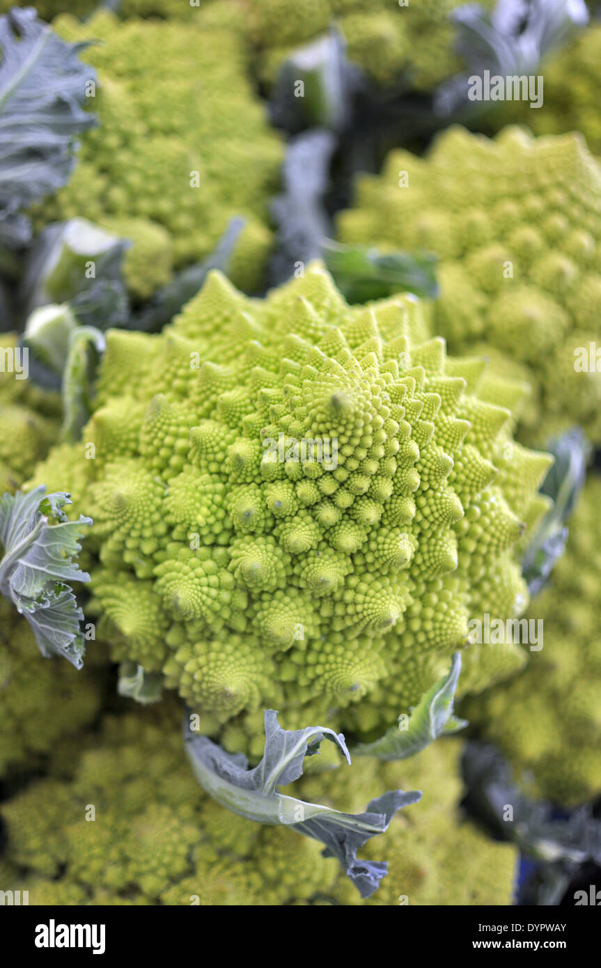 Roman green cabbage fractal shaped, detail on white background Stock ...