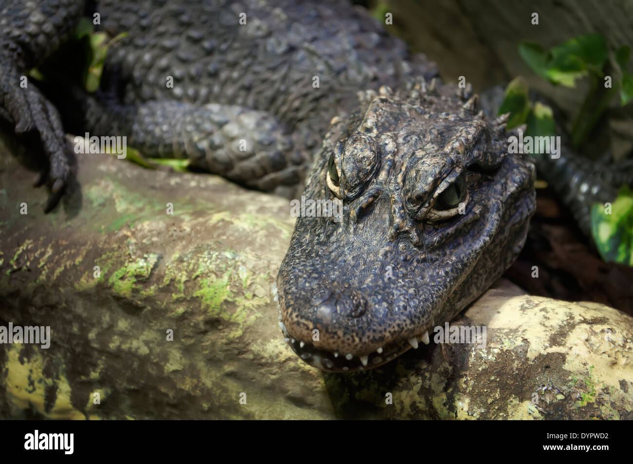 Close up of a lying Chinese alligator (Alligator sinensis) Stock Photo