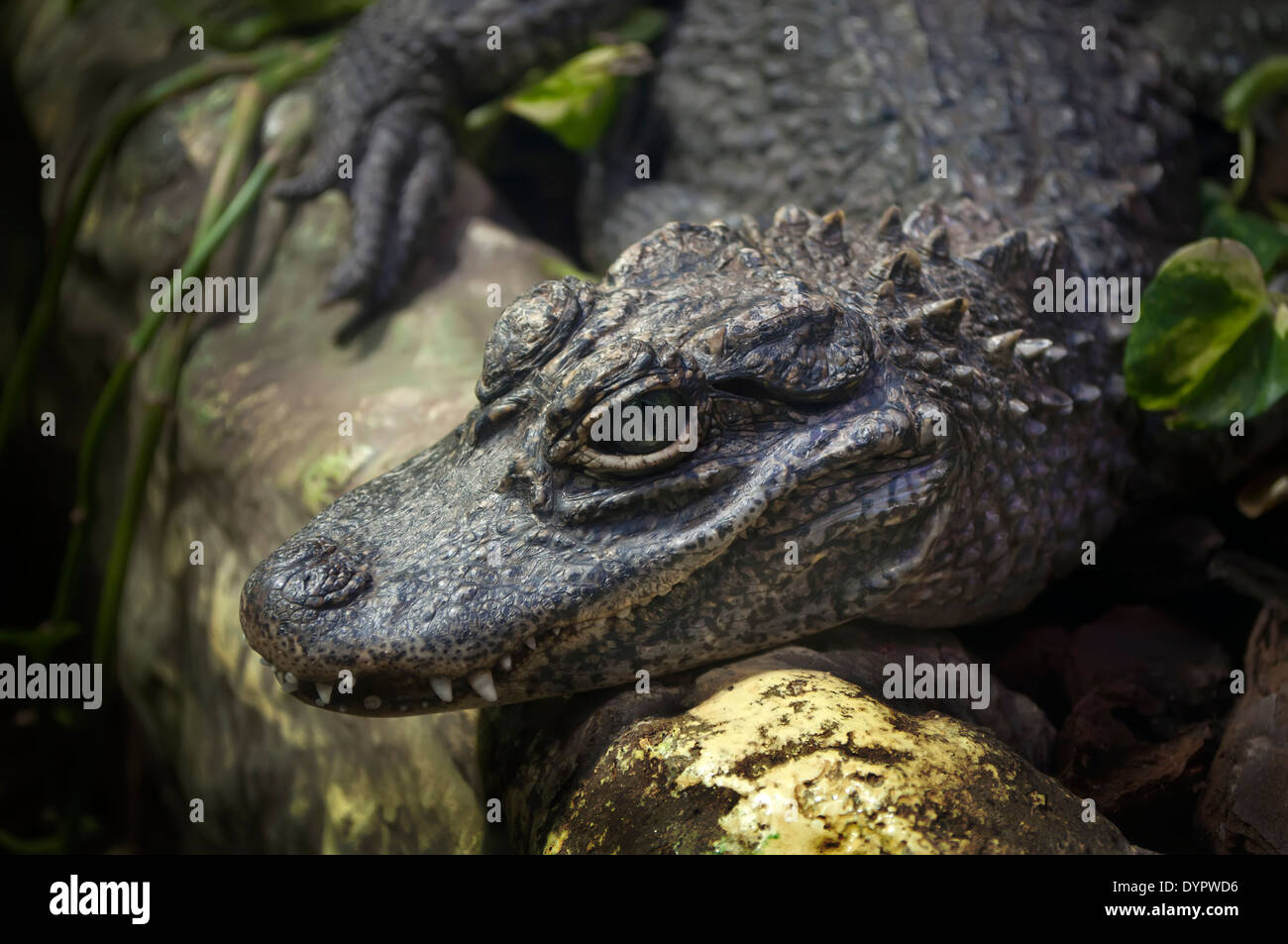 Close up of a lying Chinese alligator (Alligator sinensis) Stock Photo