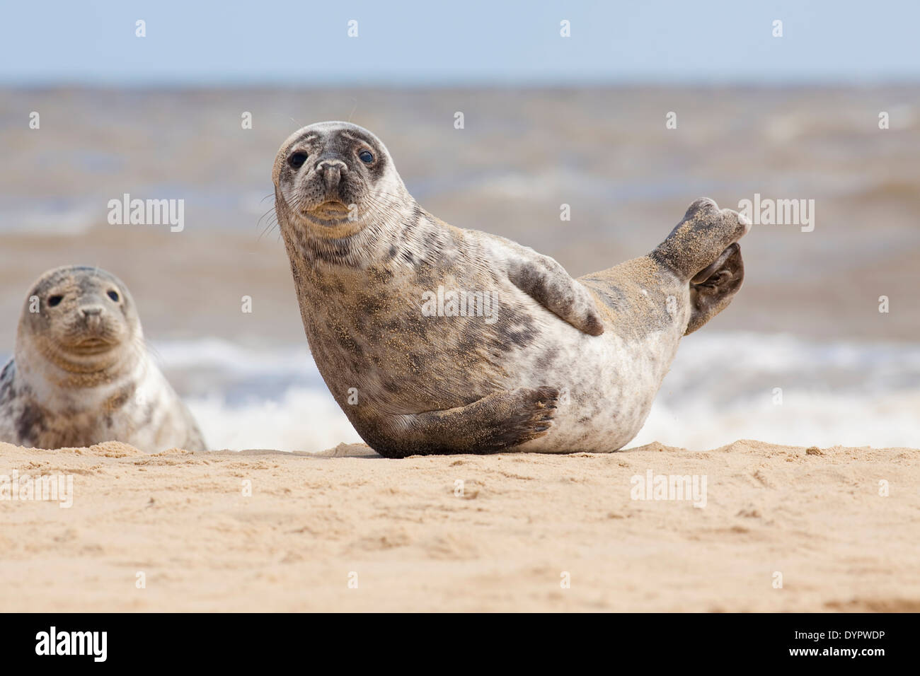 Seal sitting up on the beach at Horsey, Norfolk, England. Stock Photo