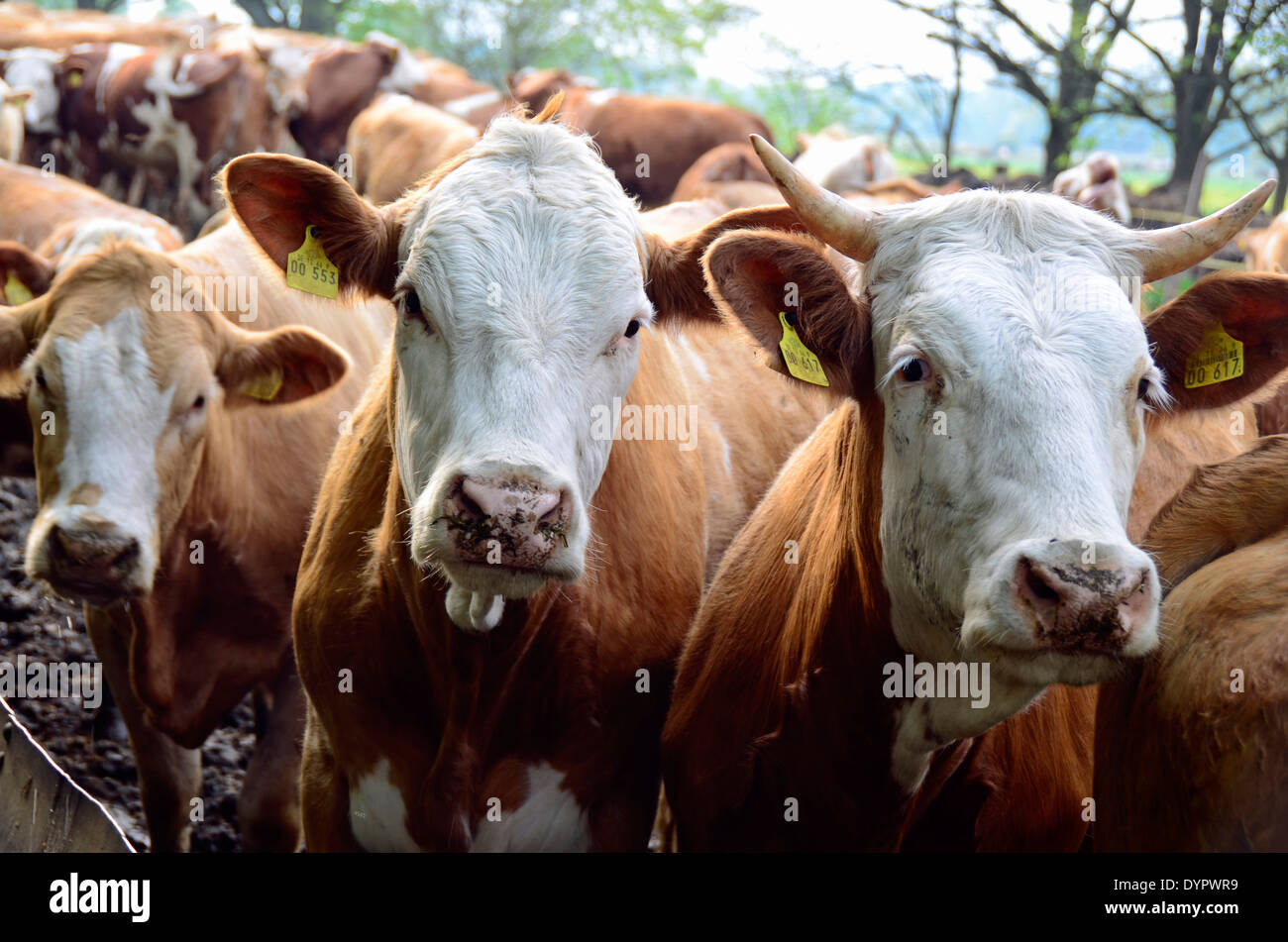 many cattle on pasture in springtime Stock Photo