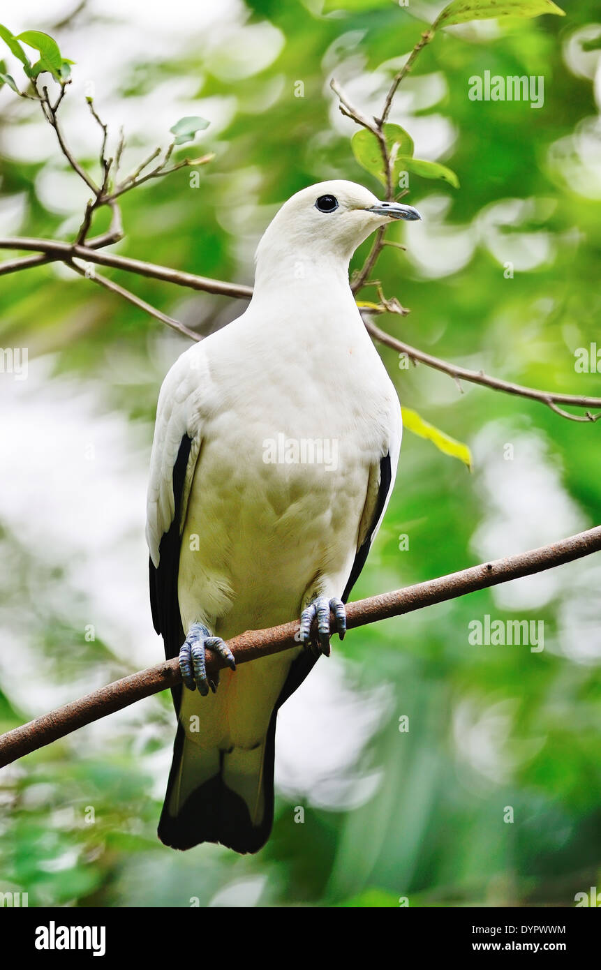 Beautiful white bird, Pied Imperial Pigeon (Ducula bicolor), standing on a branch Stock Photo