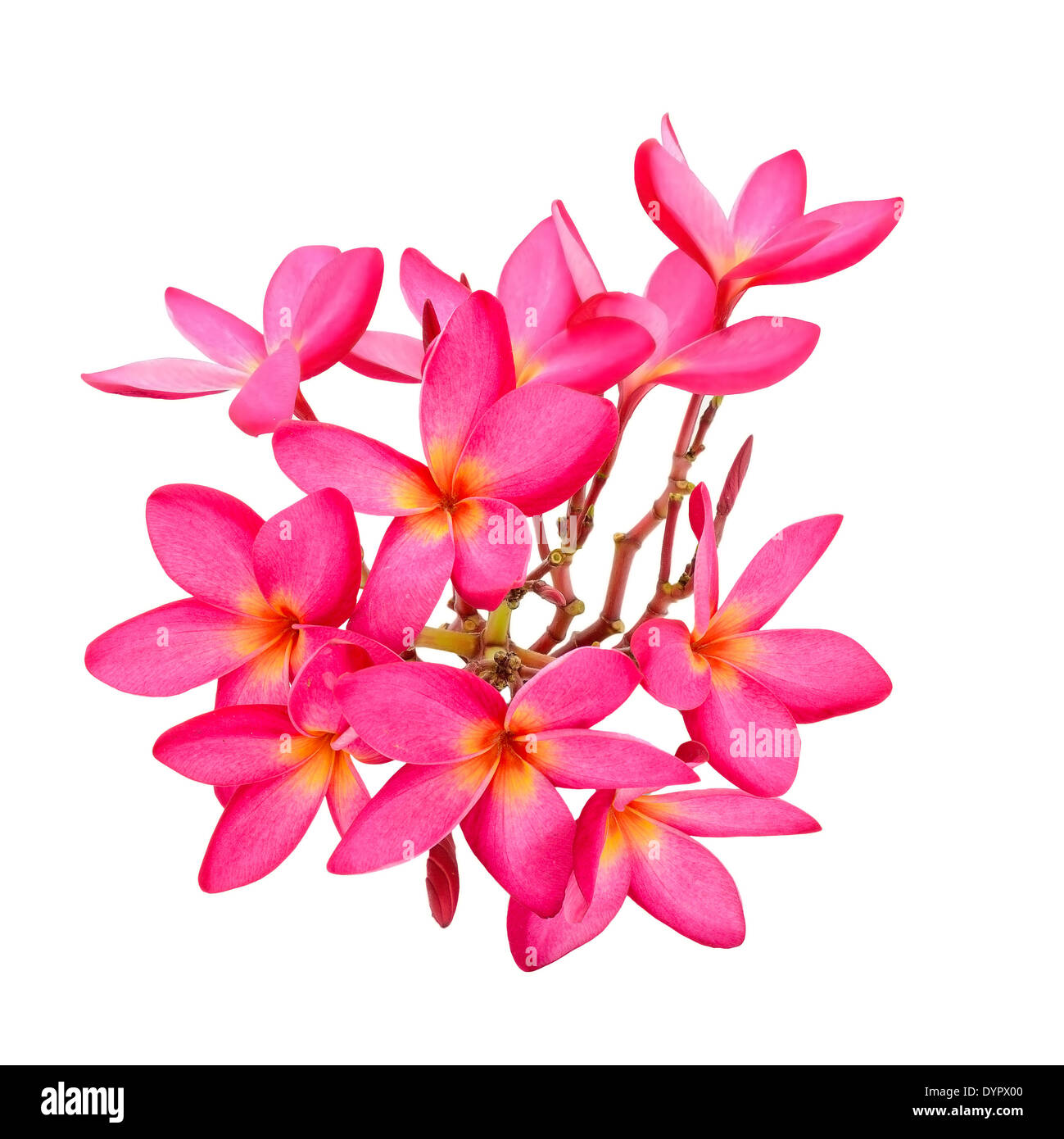 Blossom of red Plumeria flower, tropical flower, isolated on a white background Stock Photo