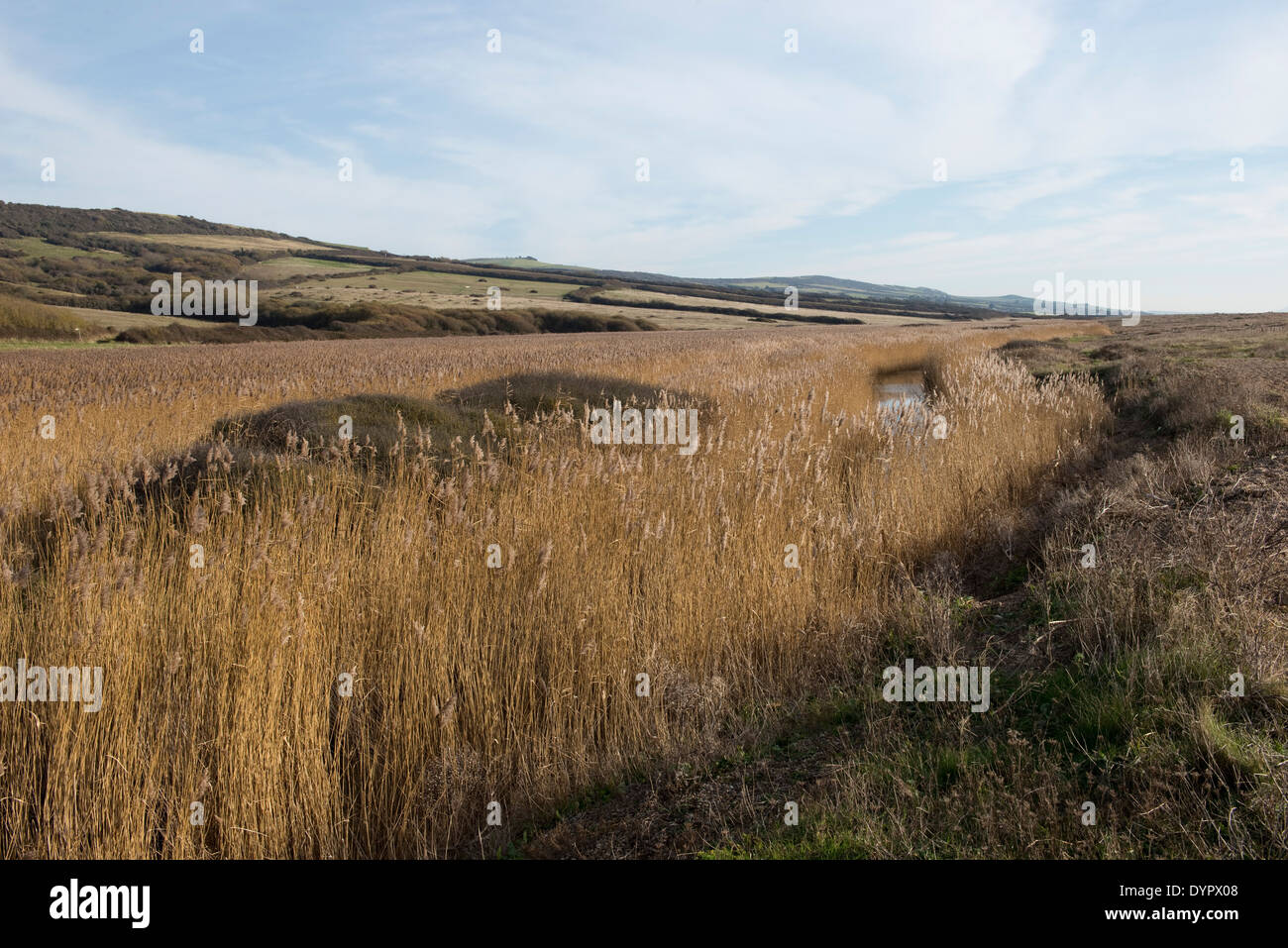 Common reed, Phragmites communis, beds in winter a refuge for wildlife behing Chesil Beach in Dorset Stock Photo