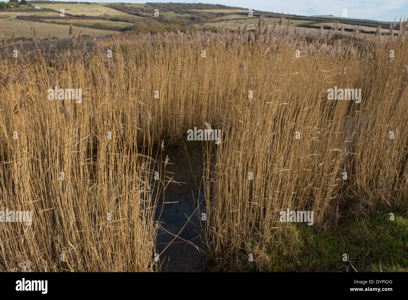 Common reed, Phragmites communis, beds in winter a refuge for wildlife behing Chesil Beach in Dorset Stock Photo