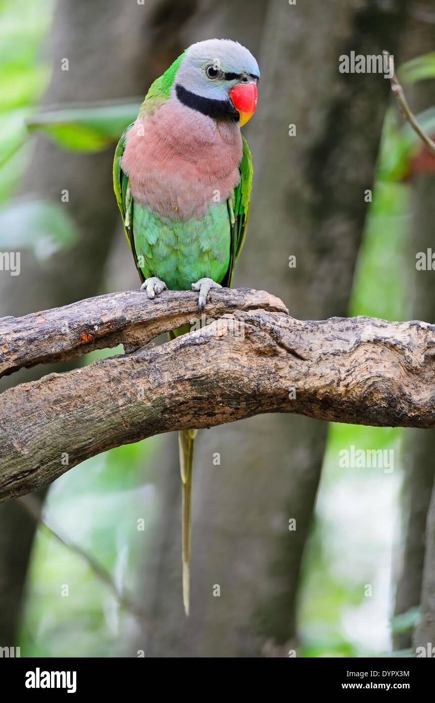 Beautiful Parakeet bird, Red-breasted Parakeet (Psittacula alexandri) Stock Photo