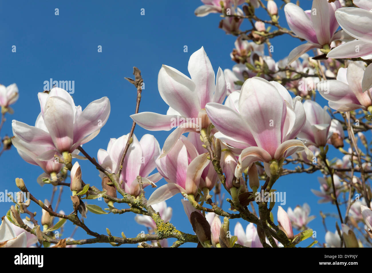 An established flowering Magnolia x soulangeanna tree in spring Stock Photo