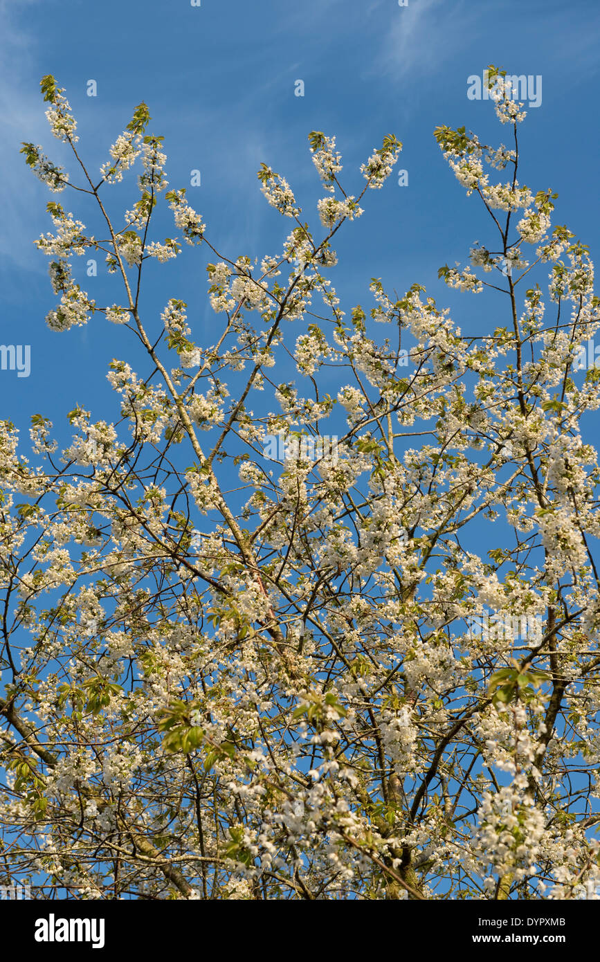 Blossom on a wild cherry tree, Prunus avium, against a blue spring sky Stock Photo