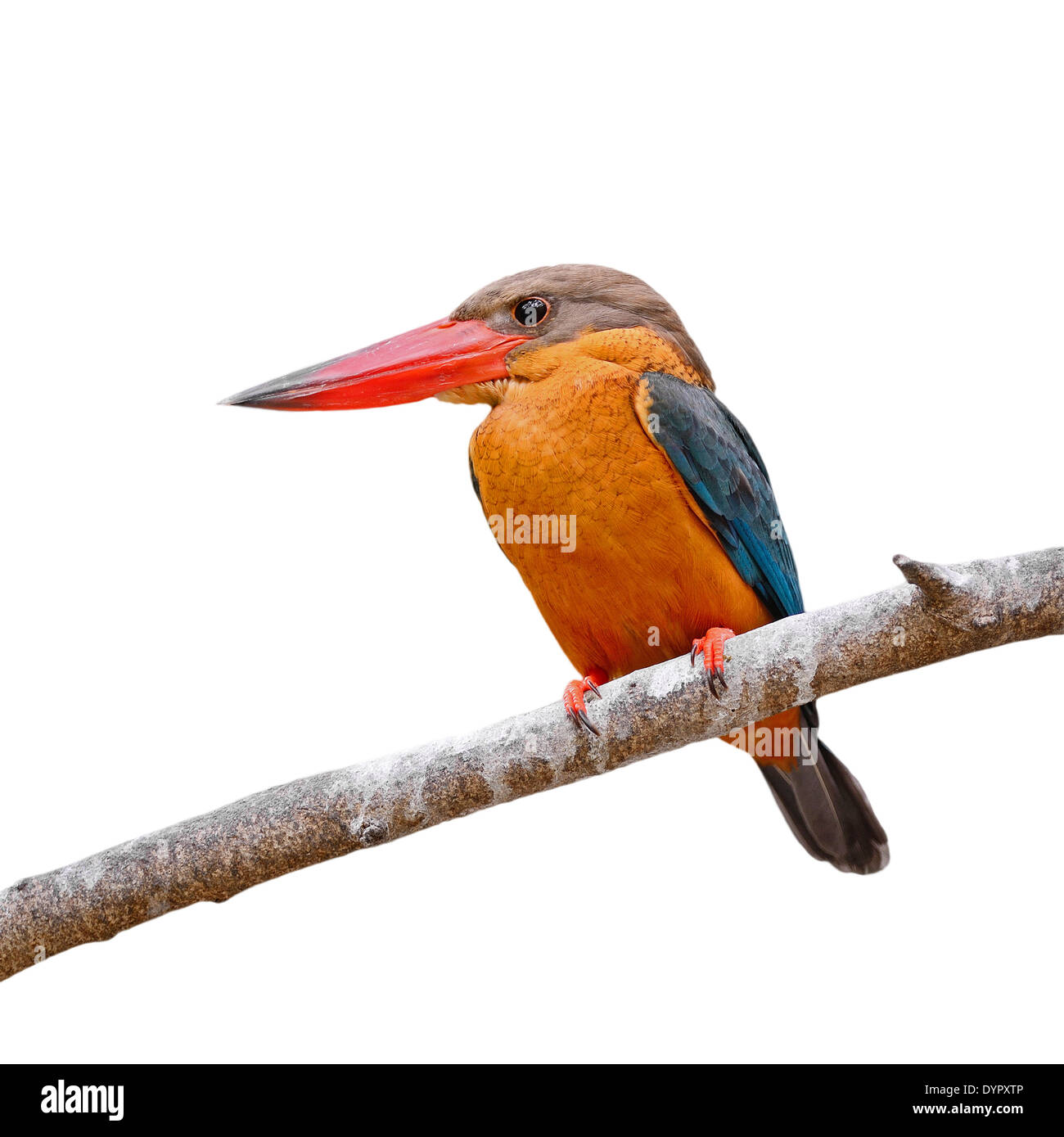 Beautiful Kingfisher bird, Stock-billed Kingfisher, isolated on a white background Stock Photo