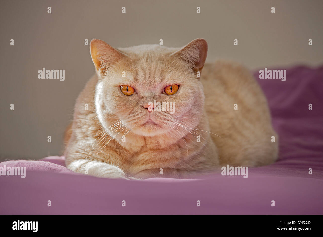 British Shorthair domesticated house cat lying on bed in bedroom at home Stock Photo