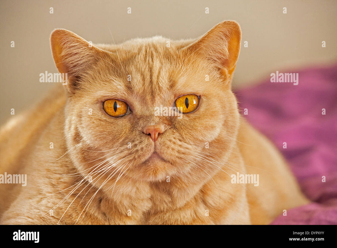 Close up of British Shorthair domesticated house cat in living room at home Stock Photo