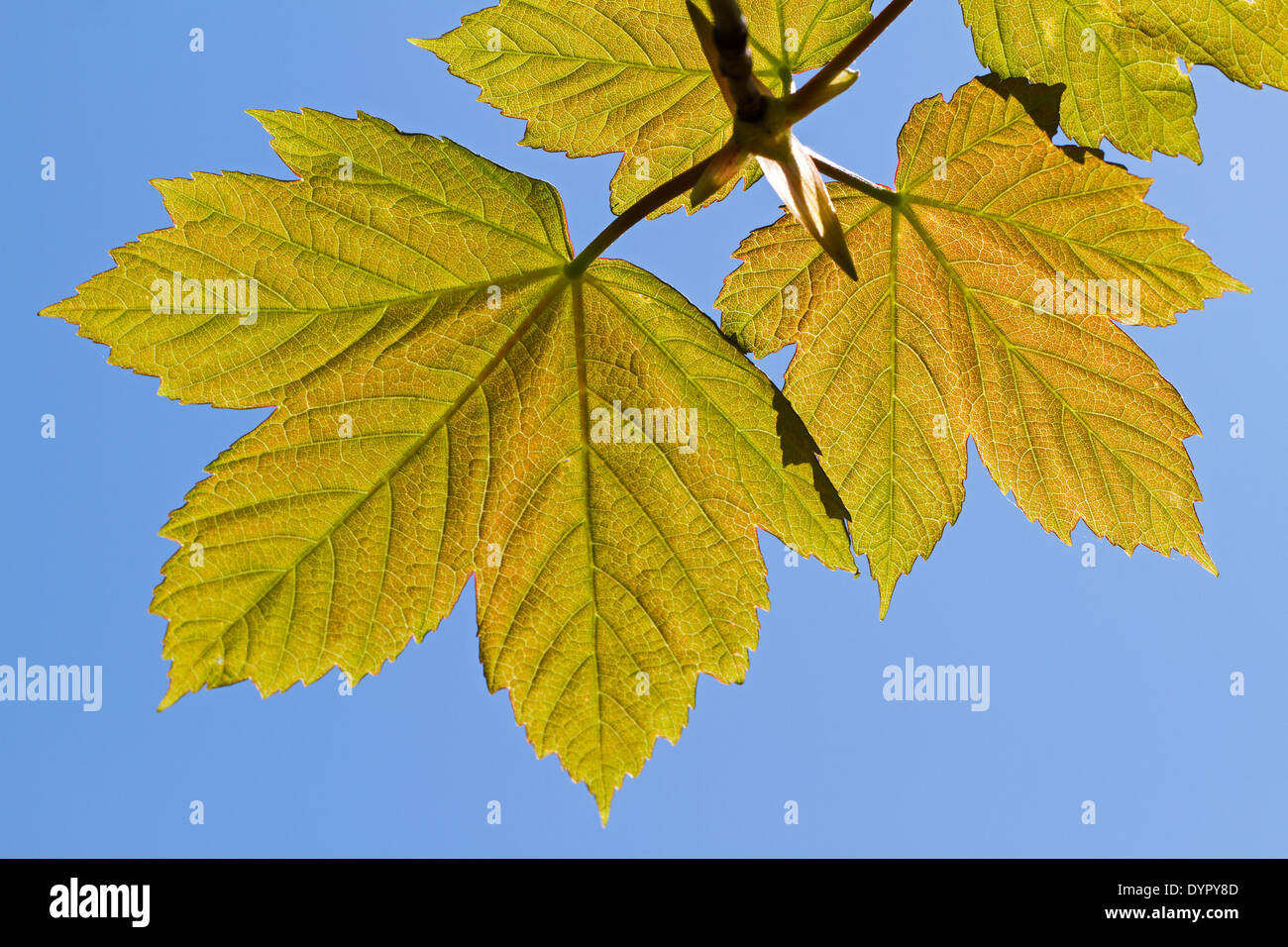 Sycamore maple tree (Acer pseudoplatanus) leaves against blue sky Stock Photo