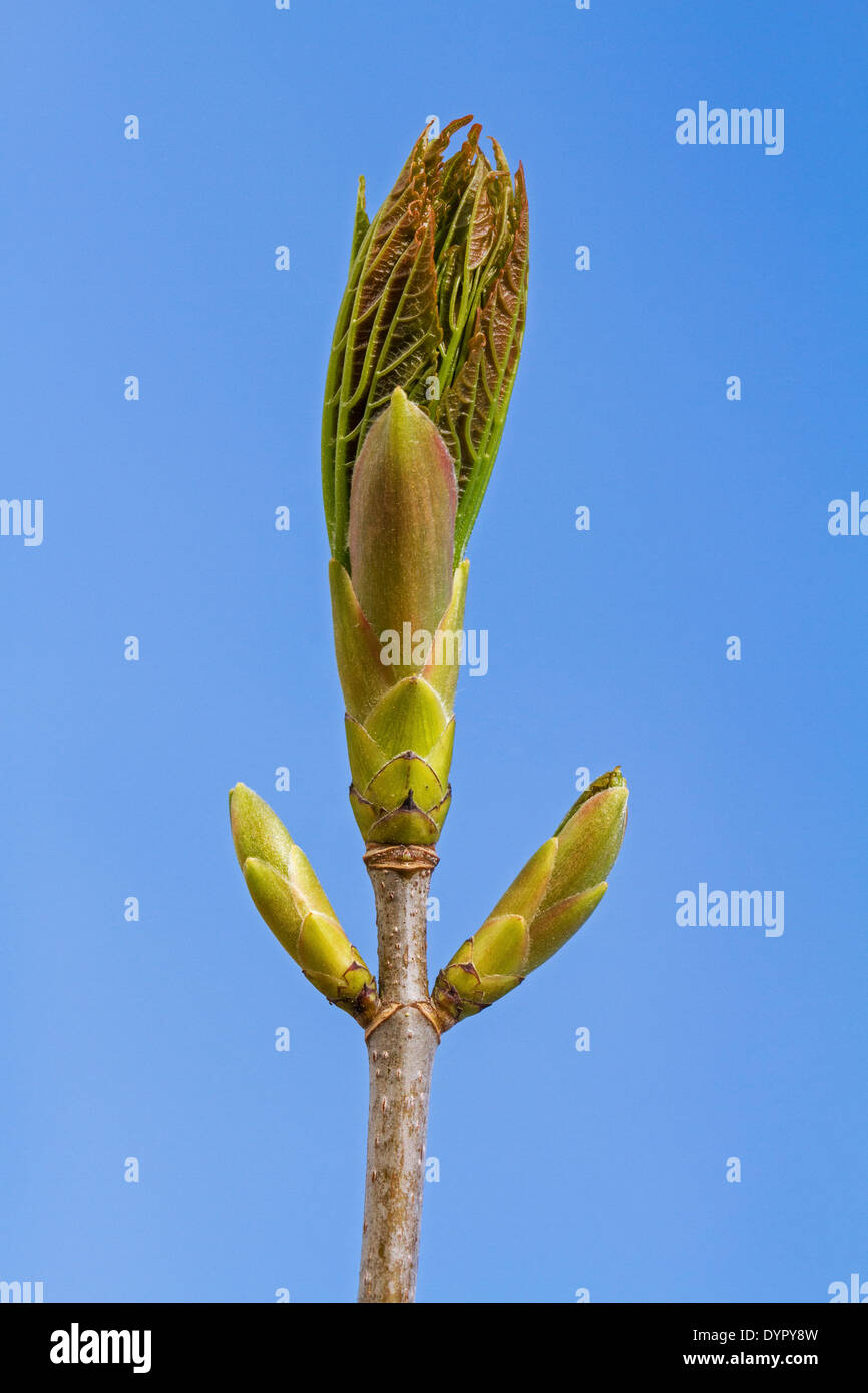 Buds and emerging sycamore maple tree (Acer pseudoplatanus) leaves against blue sky Stock Photo
