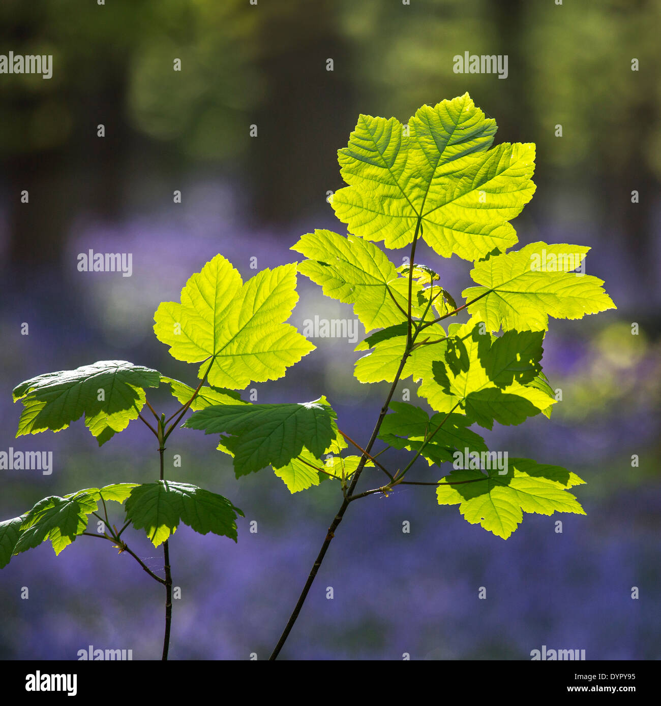 Sycamore maple tree (Acer pseudoplatanus) leaves in forest in spring Stock Photo