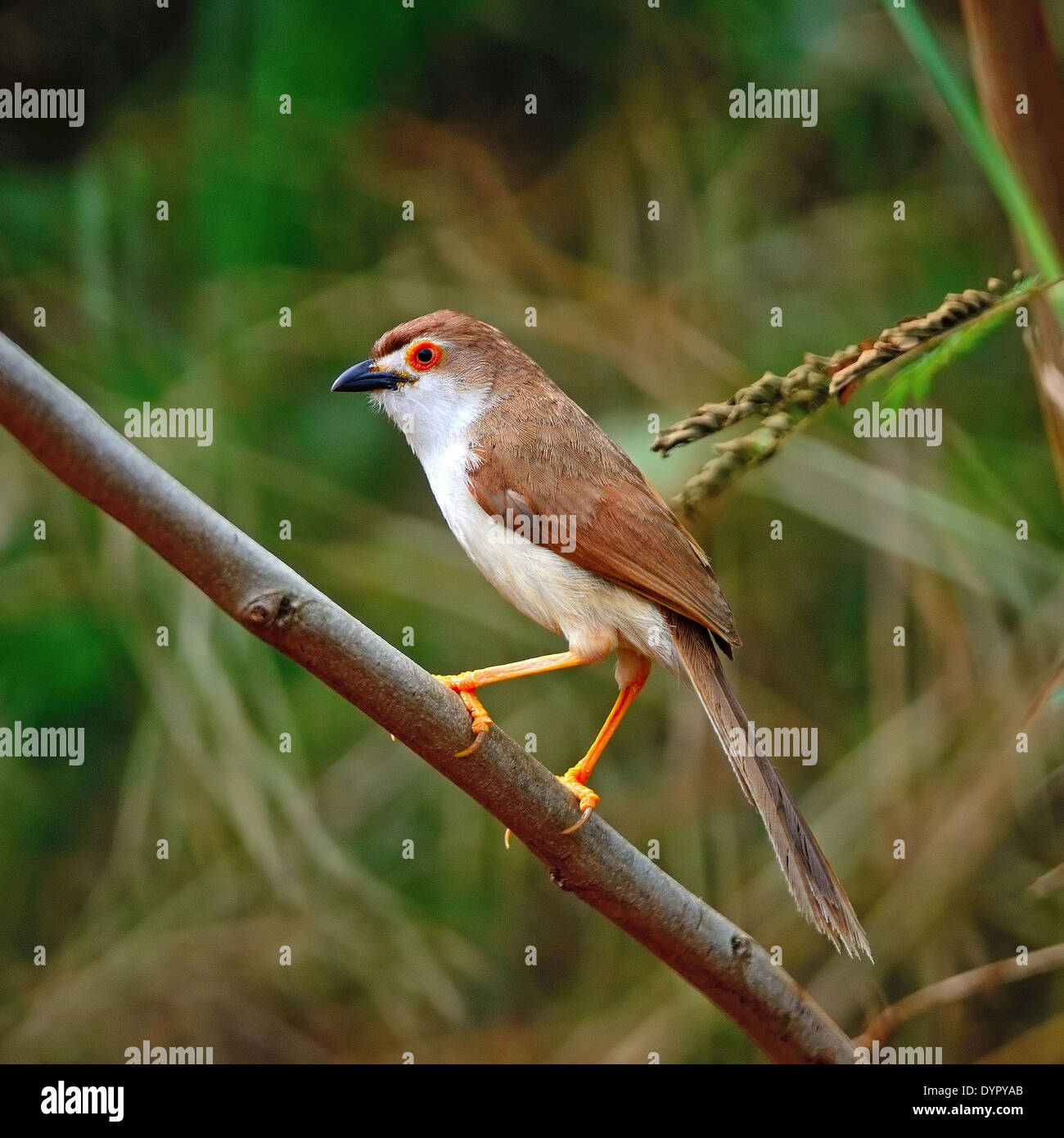 Colorful Yellow-eyed Babbler bird (Chrysomma sinense), standing on a branch, side profile Stock Photo