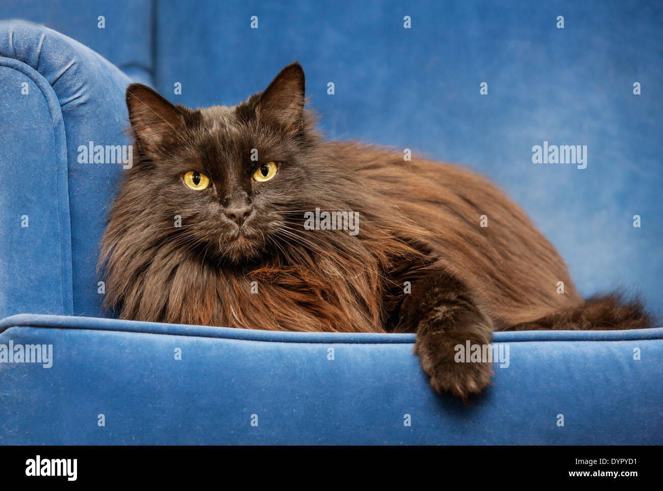 Persian Longhair domesticated house cat resting on sofa at home in living room Stock Photo