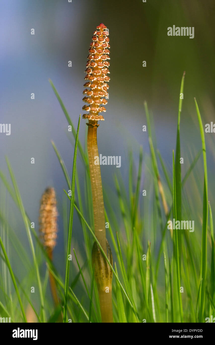 Fertile shoots of field horsetails / common horsetail (Equisetum